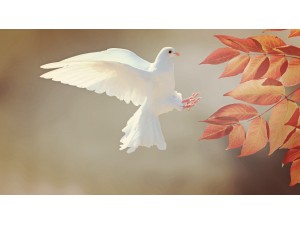 Q/R Oiseaux